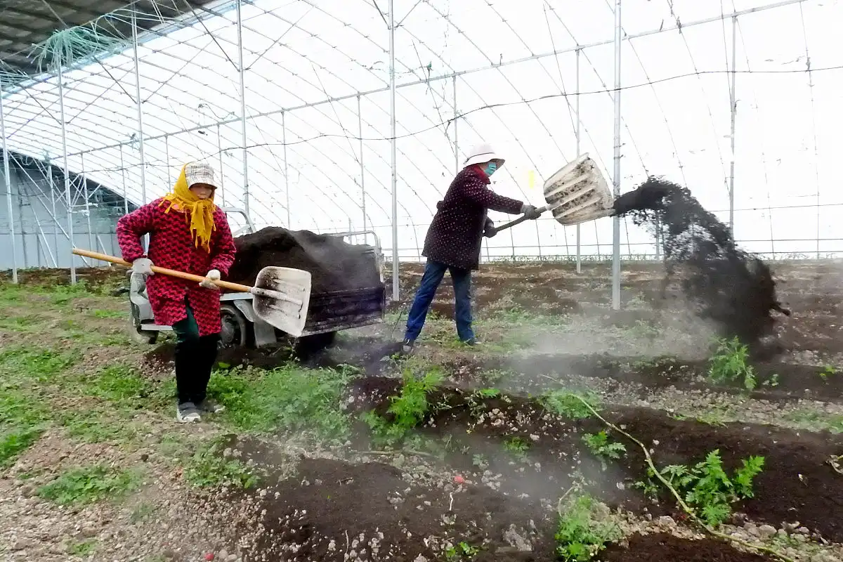 What is the Difference Between SOP Fertilizer and Potassium Nitrate?