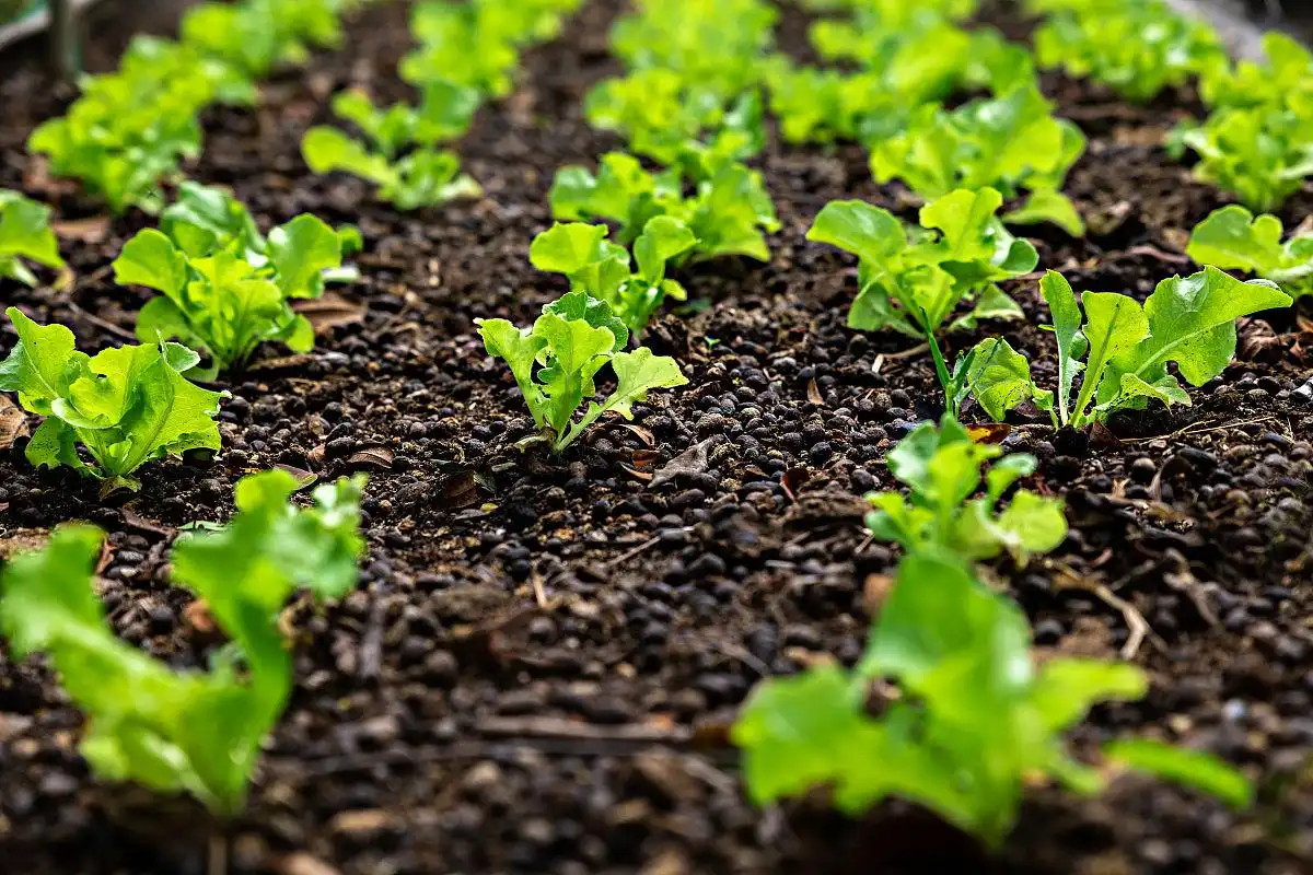 Can SOP Fertilizer be Used for Foliar Application?