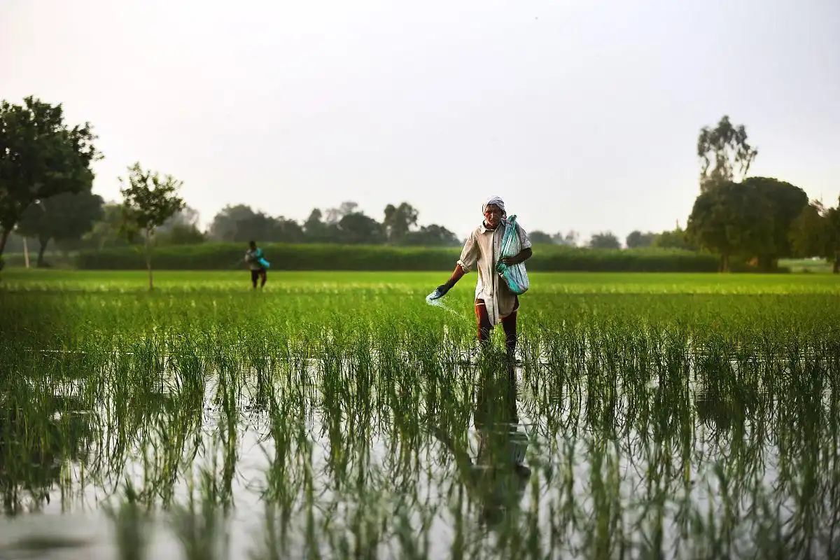 What makes Organic Potassium Sulfate Fertilizer better than potassium chloride?