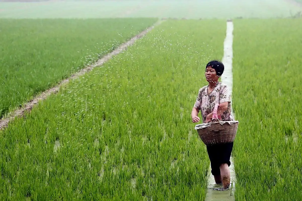 What are the Benefits of Using Water-Soluble SOP in Agriculture?