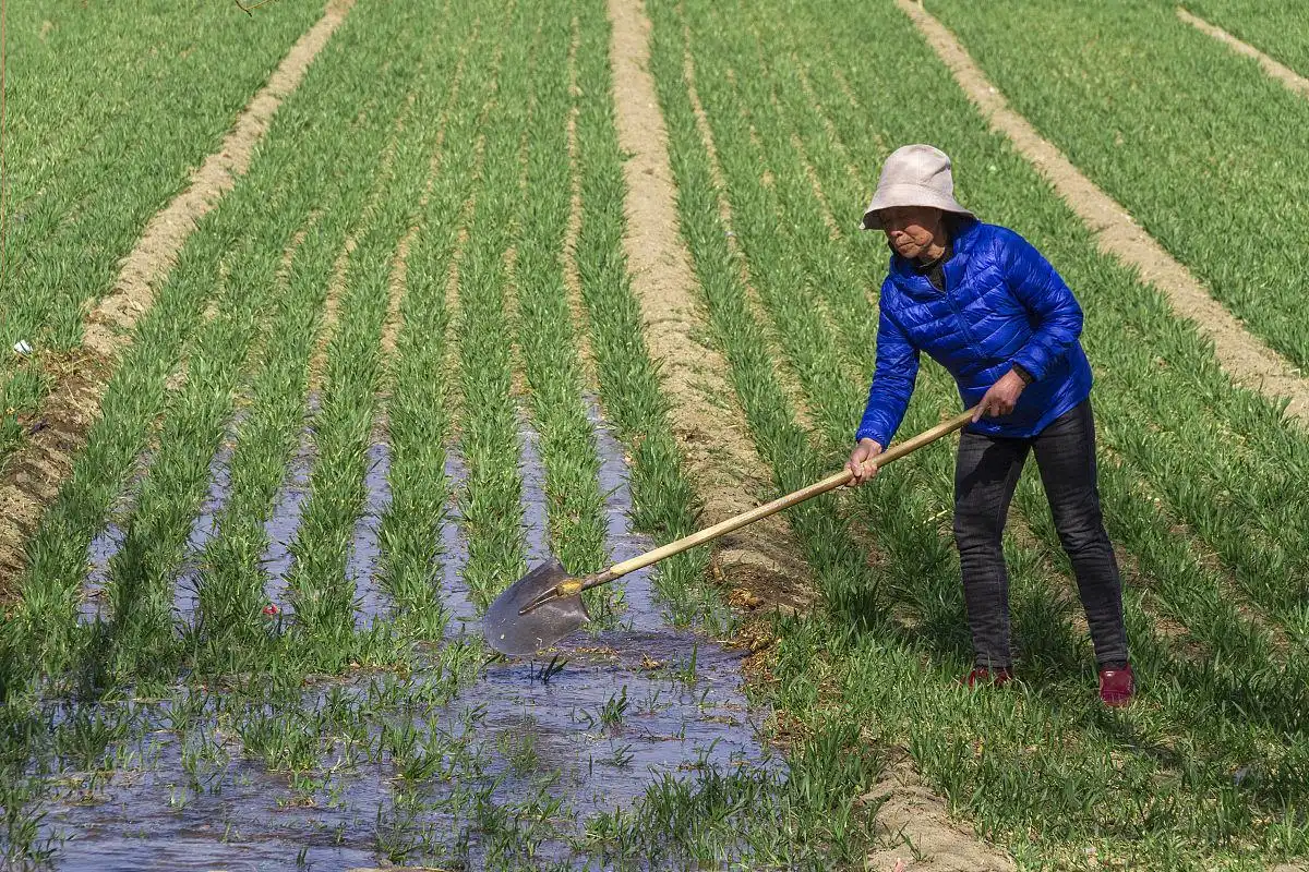 What is Water-Soluble Sulfate of Potash?