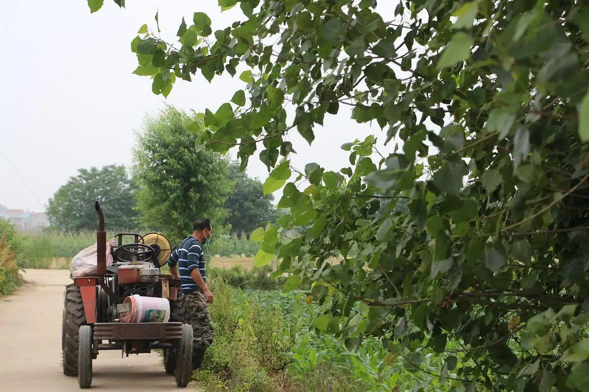 What is SOP Fertilizer?