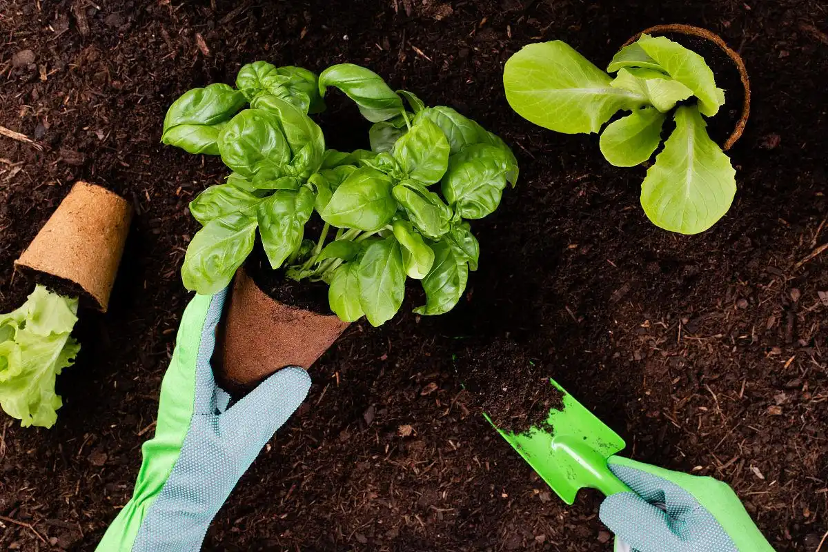 What is Potassium Sulfate Fertilizer Used For?