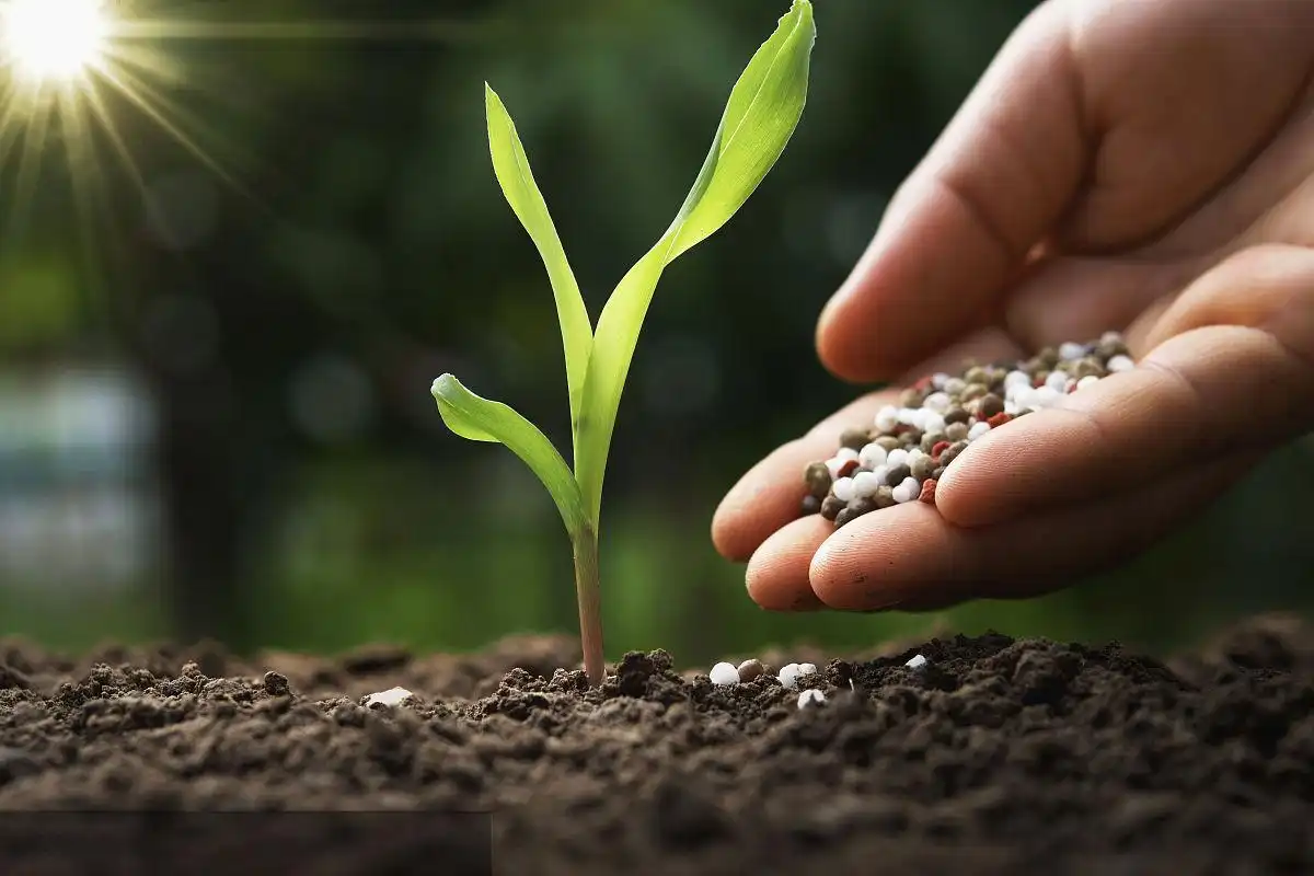 What Are The Benefits Of Using Organic Potassium Sulfate Fertilizer?