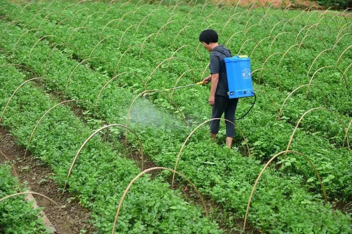 What is Potassium Sulfate Fertilizer 0-0-53 Used For?