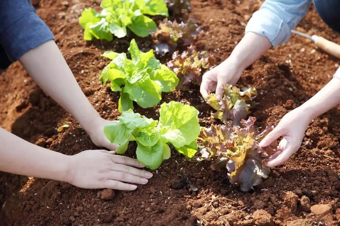 Can Potassium Sulfate Organic Fertilizer Be Used For Vegetable Crops?