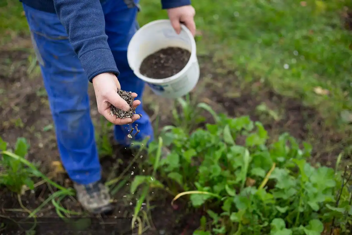 What Crops Can Benefit from SOP Soluble Fertilizer?