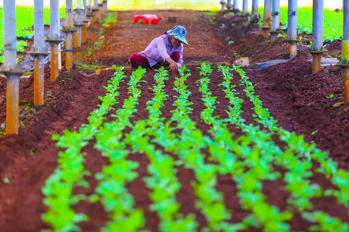 Is SOP Soluble Safe for Plants?