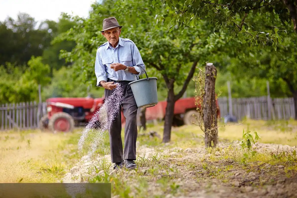 How Do You Use SOP Water Soluble Fertilizer?