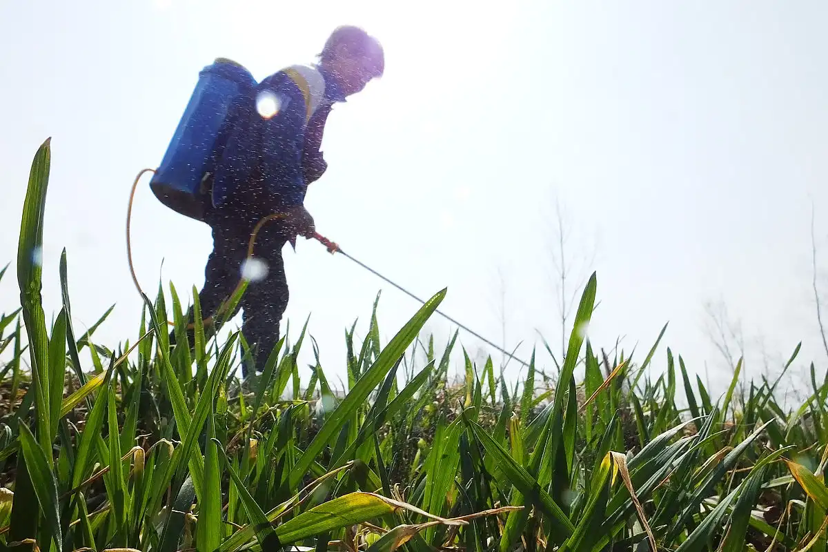 What are the Benefits of Using SOP Water Soluble Fertilizer?