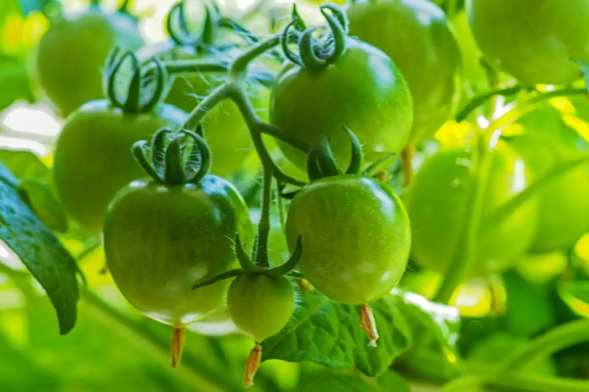 How Do You Use SOP Water Soluble Fertilizer in Gardening or Farming?