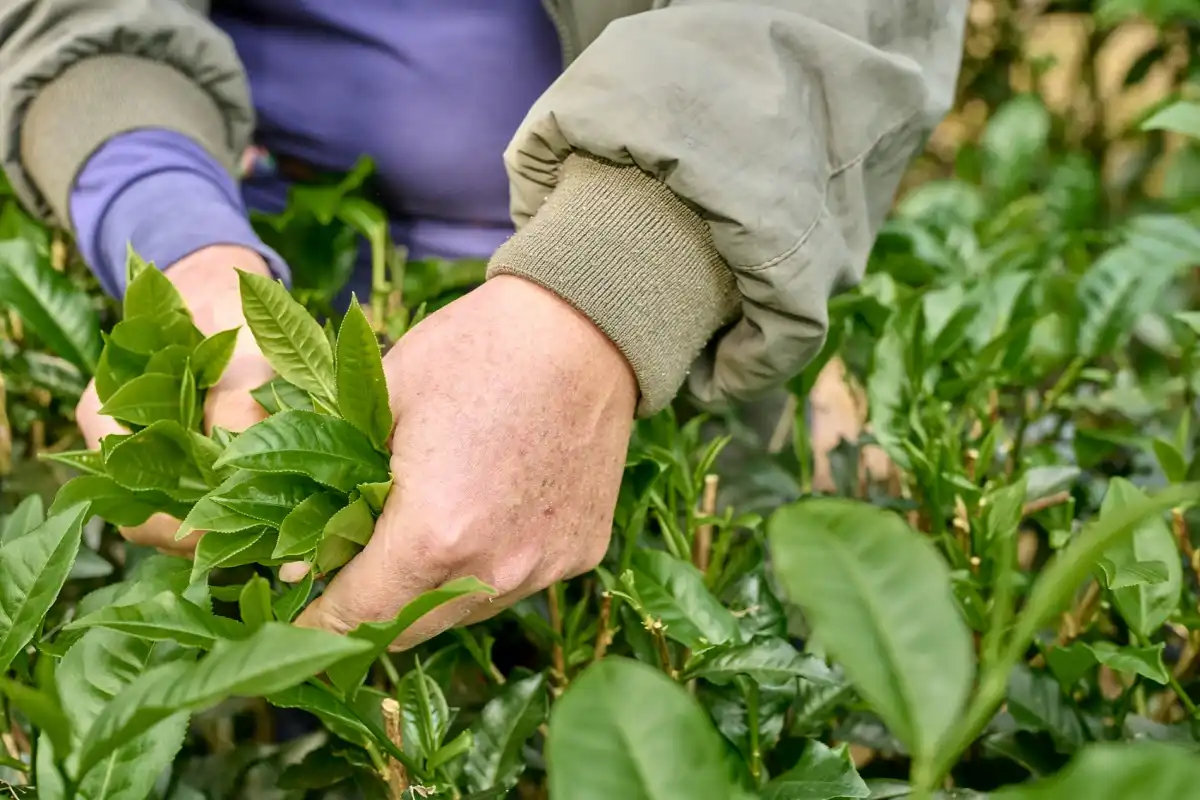 What is the Difference Between SOP Soluble and Other Fertilizers Like MOP?