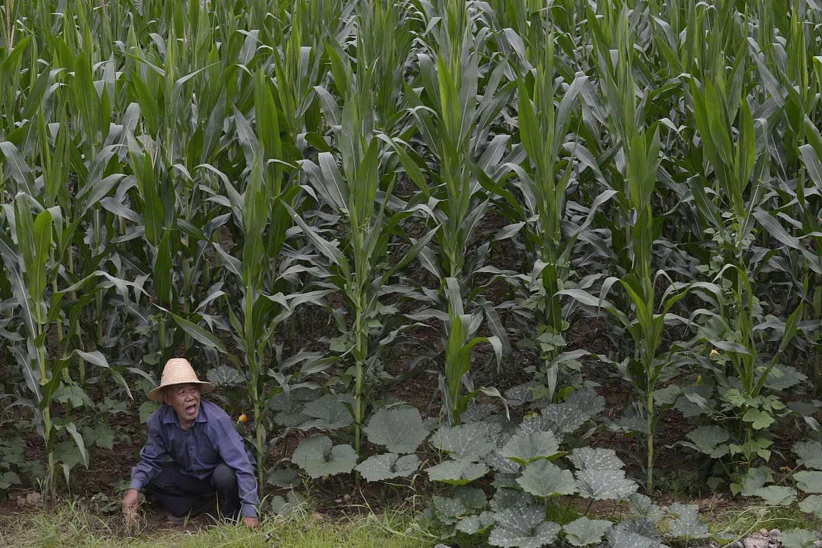 What are the Uses of Premium Grade SOP in Agriculture?